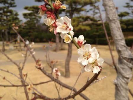 岸和田城　桜